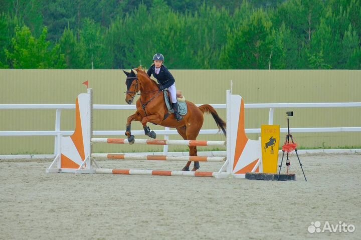 Продам лошадь