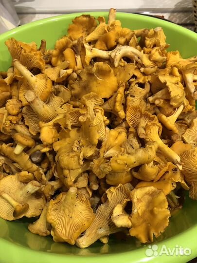 Грибы Лисички