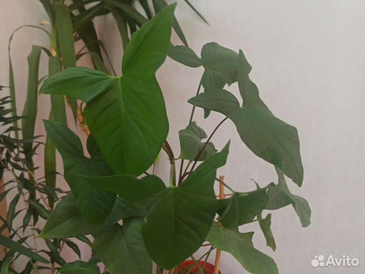 Бегония,сингониум,отростки