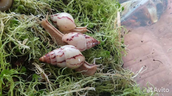 Мох сфагнум свежий 2023 сбор