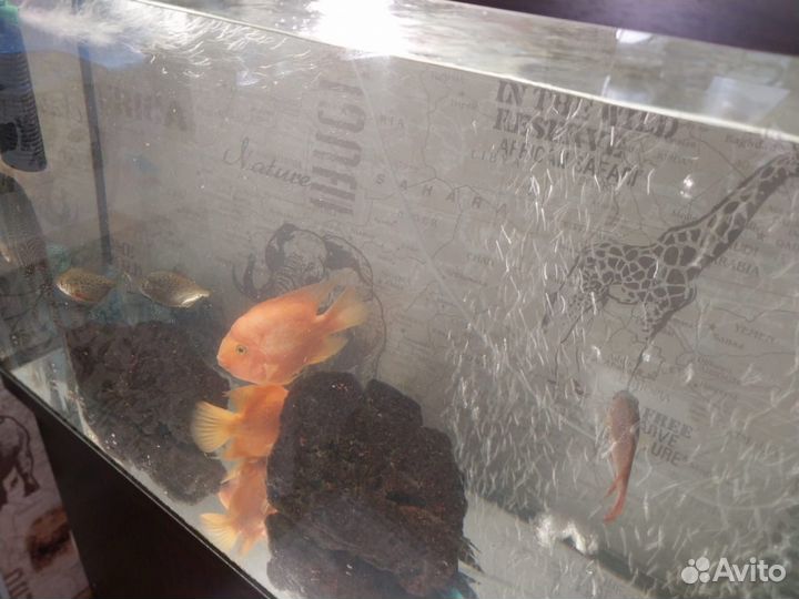 Аквариум с тумбой200 литров