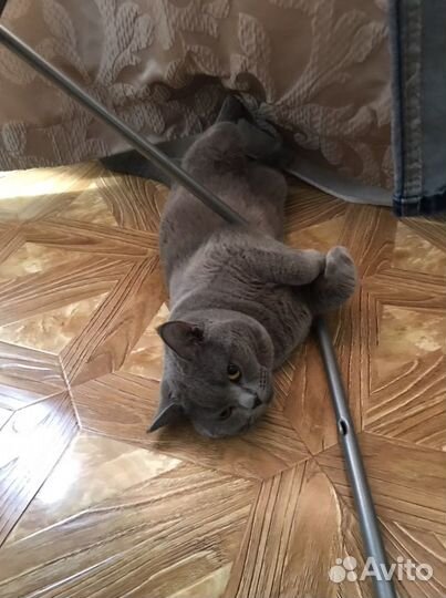 Британец на вязку