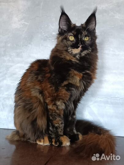 Мейн-кун девочка