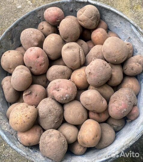 Картофель семенной и крупный со своего участка