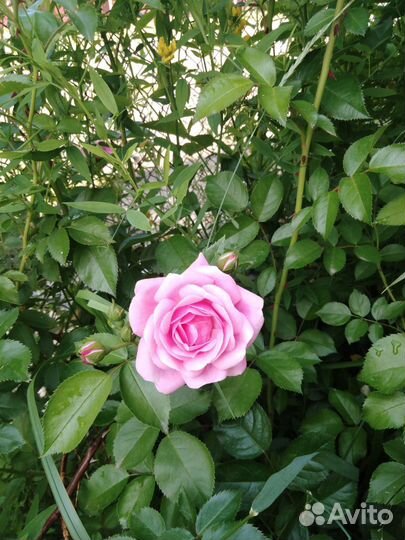 Розовые розы