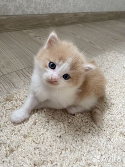 Котята в добрые руки(мальчик и девочка)