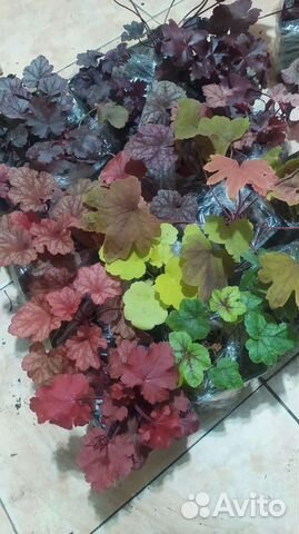Гейхера гейхерелла