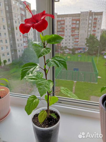 Гибискус китайская роза