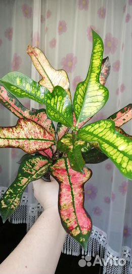 Растения комнатные