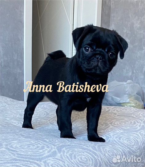 Щенки мопса черные