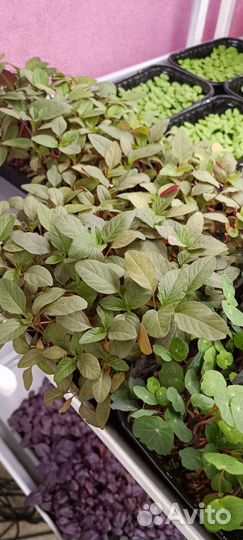 Микрозелень