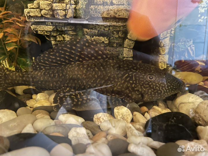 2 сома птеригоплихт