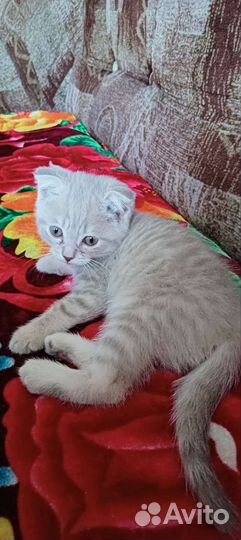Кошка в дар бесплатно