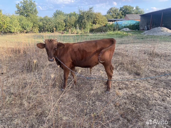 Бычки,торг уместен