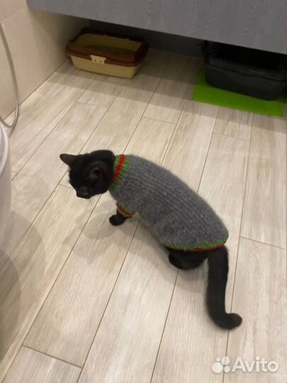 Свитер для собаки и кошки вязаный