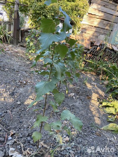 Саженцы березы