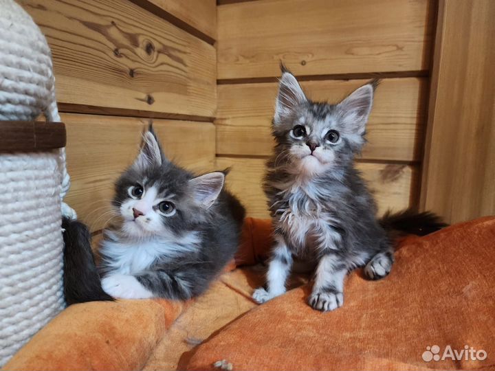 Котята мейн-кун