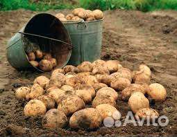 Продам картошку