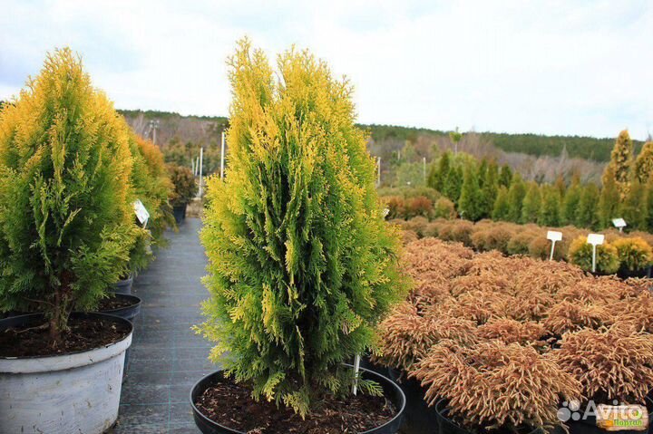 Туя Ауреа-Нана пышная