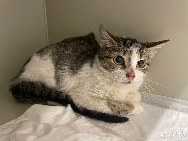 Трогательный котенок Пчёлка 5 мес ищет дом привита