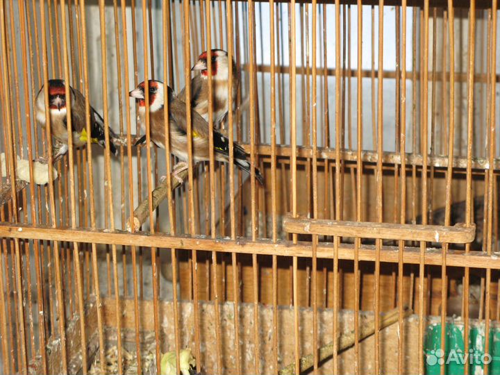 Певчие птицы, щегол, чиж, снегирь, коноплянка