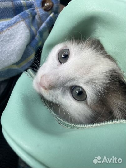 Котенок мальчик