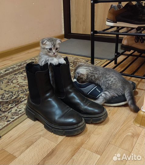 Шотландская