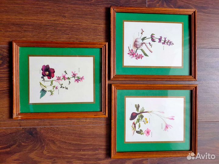 Винтажные принты, тема ботаника