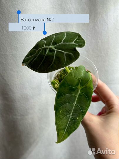 Алоказия Ватсониана Pride of Corup