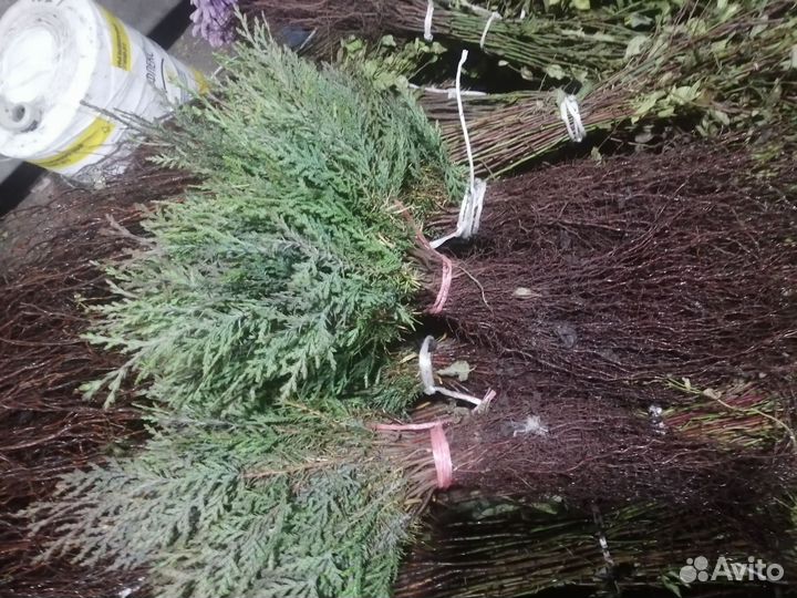 Материал посадочный