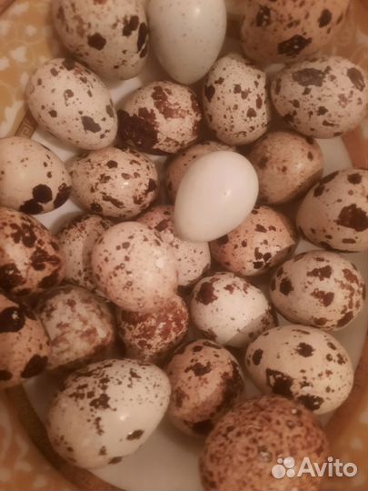 Домашние куриные яйца