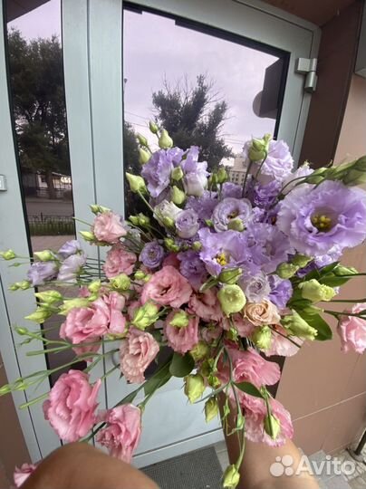 Шикарная эустоиа