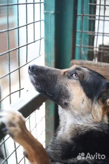 Лукум ищет дом