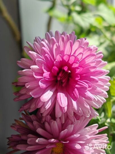 Хризантема