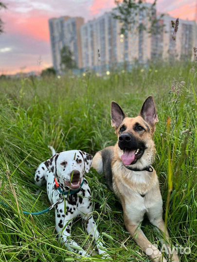 Дрессировка и обучение собак