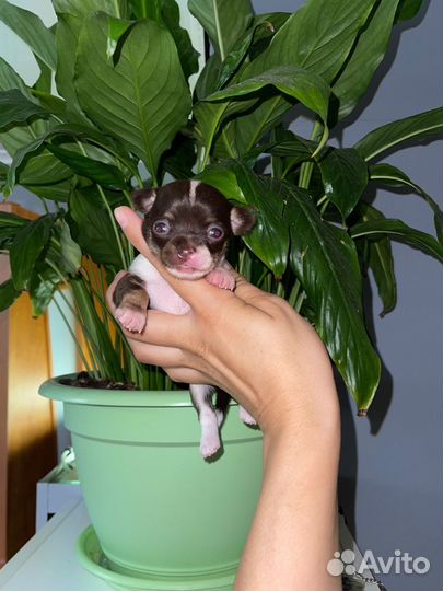 Чихуахуа щенки