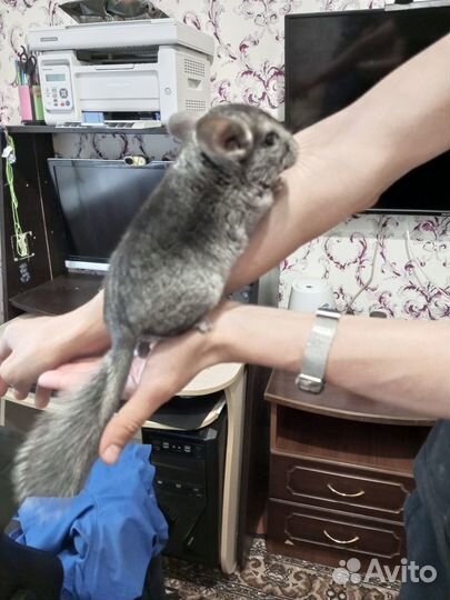 Шиншилла