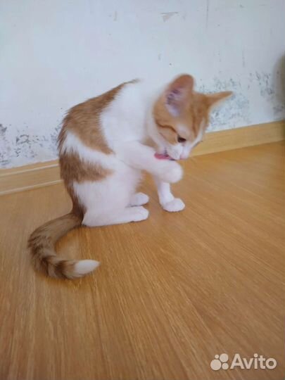 Шикарный мальчик