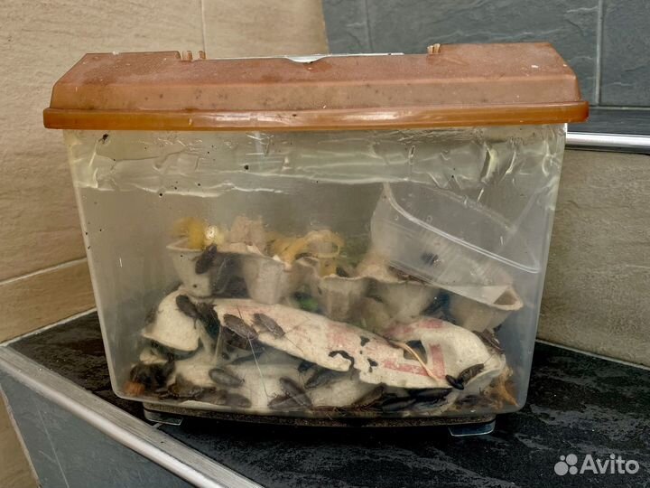 Мраморный таракан колония для рептилий 300 шт