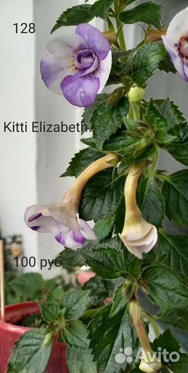 Ахименес комнатный