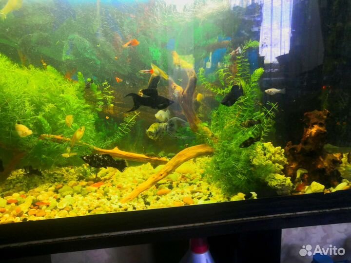 Аквариум