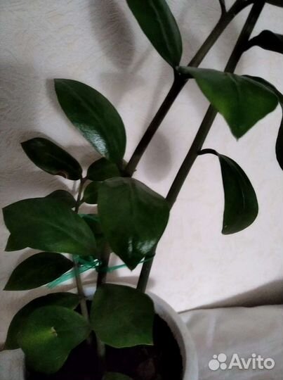 Замиокулькас