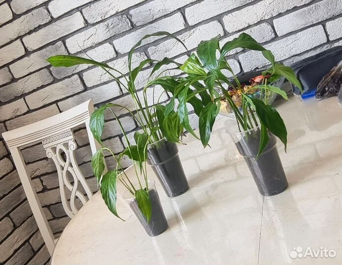 Спацифиллум