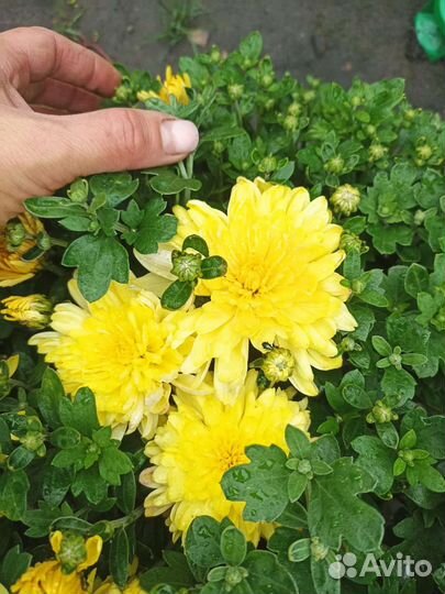 Хризантема мул тифлора и корейская