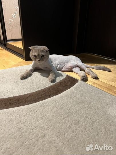 Вислоухий шотландец в добрые руки