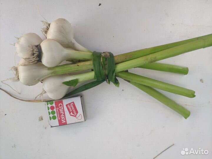 Яровой чеснок