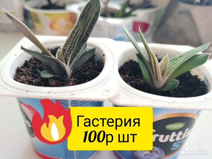 Гастерии и Хавортии