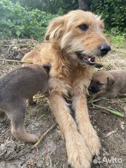 Собаки щенки