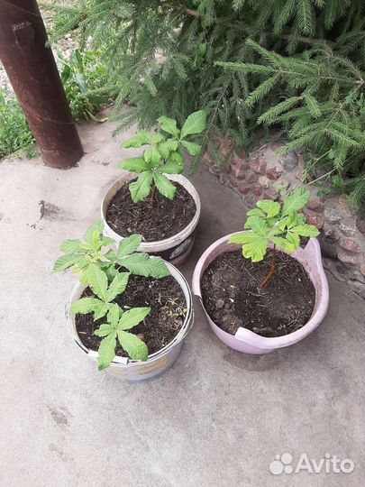 Саженцы каштана