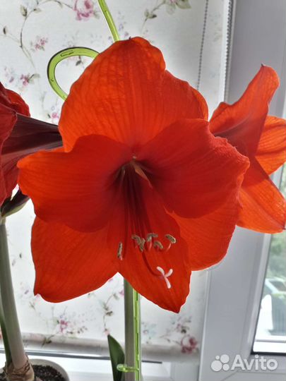 Амариллис сорта Парк Оранж